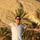 Ahmed_Elsayed