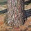 Ecotone_99