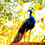 PRANAV_SAI_SAGAR