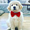 Riyad_Chang