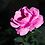Saima_Nazli1