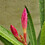 Vishnu_S_B